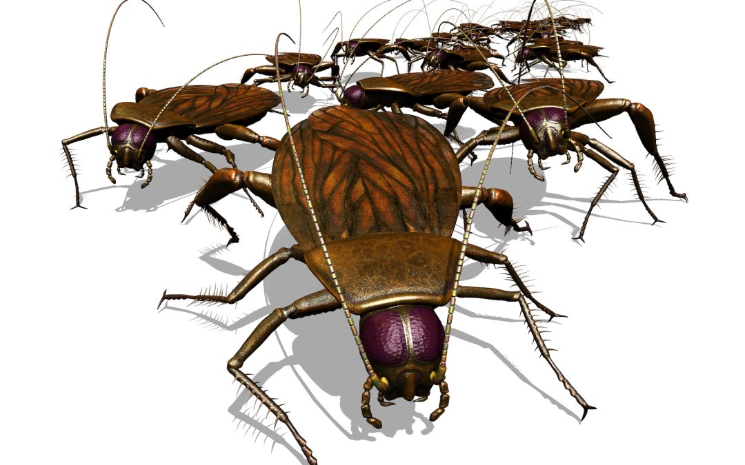 Attention Restaurants, Cockroaches Are Preparing For Their Spring Invasion…