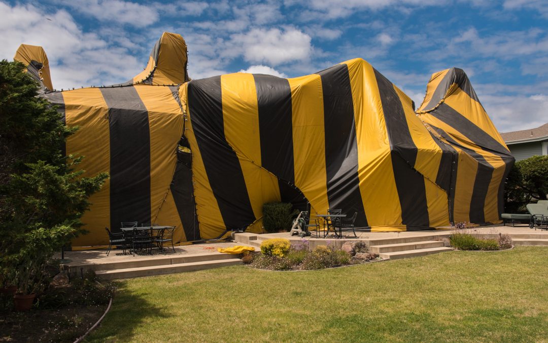 Got Termites? Protect Your Investment!