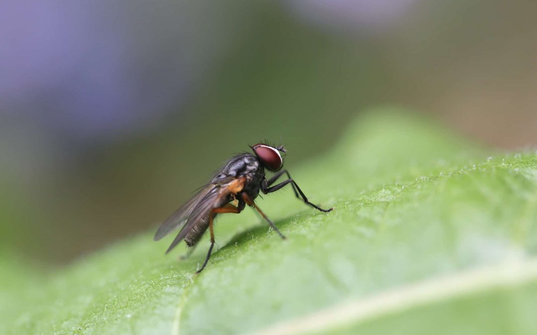 5 Simple Ways To Get Rid Of Flies