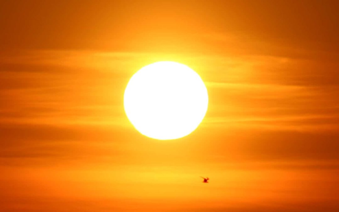 Plan Now For A Pest Free Summer…